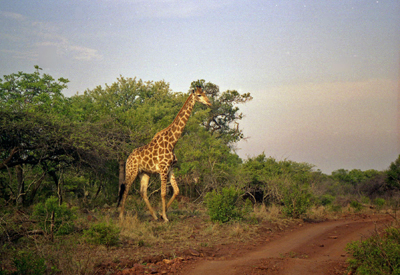 Giraffe